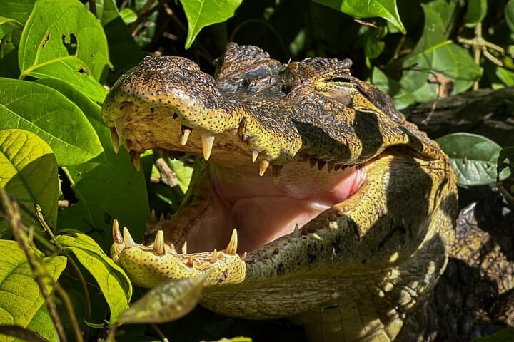 Tortuguero Sunrise Canoe Tour: Coffee, Binoculars & Intimate Wildlife Viewing photo 3