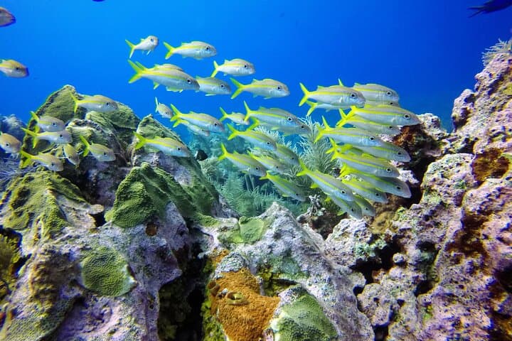Mini Diving Course in San Andrés — Intro Scuba Experience (6–12 m) photo 2