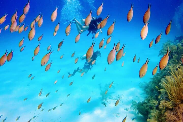Mini Diving Course in San Andrés — Intro Scuba Experience (6–12 m) photo 5