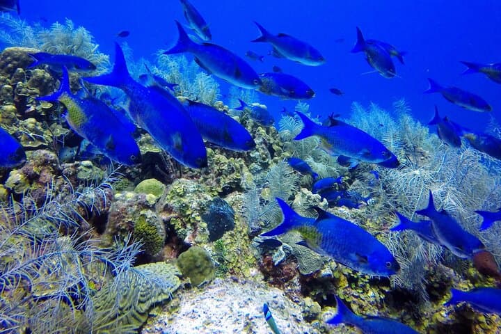 Mini Diving Course in San Andrés — Intro Scuba Experience (6–12 m) photo 6