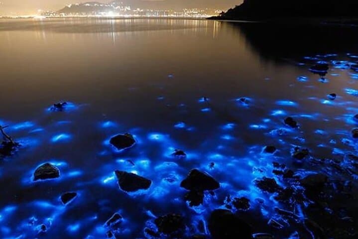 Luminous Lagoon Falmouth: Night Boat Ride & Bioluminescent Swim Guide photo 5