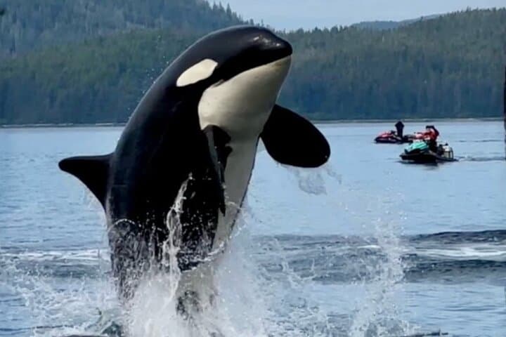 Explore Juneau Waters on a Jetski Whale Adventure: Mendenhall Glacier & Wildlife Up Close