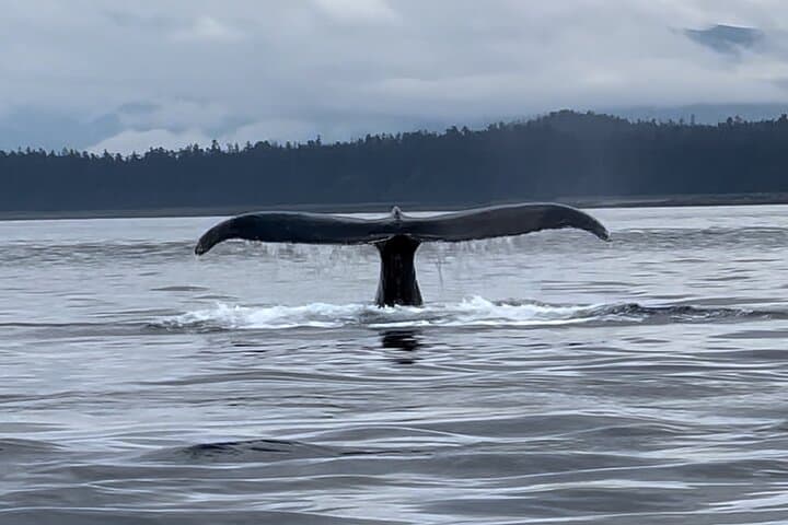 Explore Juneau Waters on a Jetski Whale Adventure: Mendenhall Glacier & Wildlife Up Close photo 4