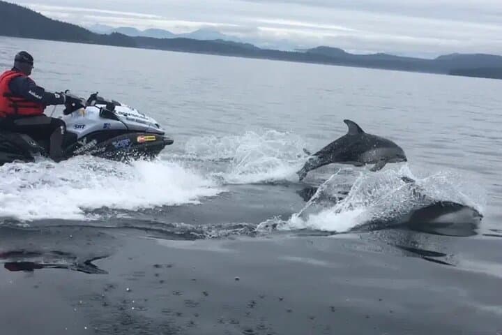 Explore Juneau Waters on a Jetski Whale Adventure: Mendenhall Glacier & Wildlife Up Close photo 5