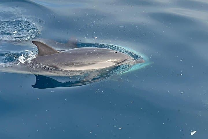 Taormina Sunset Cruise to Isola Bella — Dolphin-Spotting Evening Sail photo 4