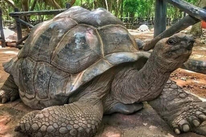 Prison Island (Changuu) Half-Day: Giant Tortoises, Snorkeling & History photo 1