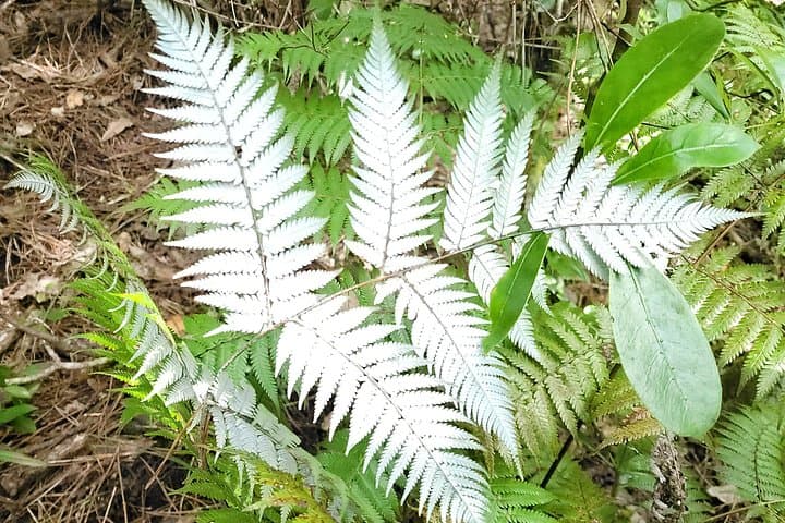 Rotorua Redwoods & Whakarewarewa: Day Tour from Tauranga Port photo 3