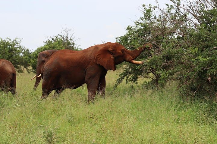 4-Day Camping Safari: Tarangire, Serengeti & Ngorongoro Crater photo 3