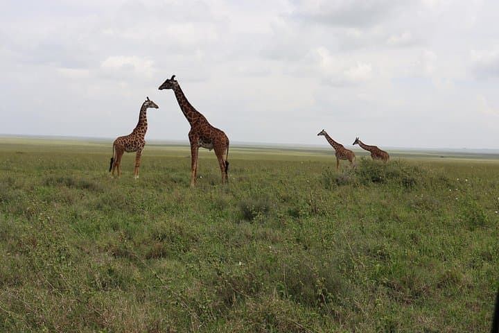 4-Day Camping Safari: Tarangire, Serengeti & Ngorongoro Crater photo 4