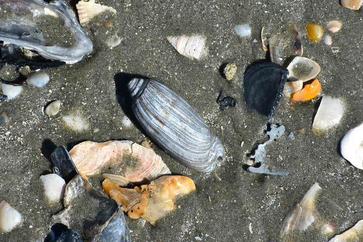 Morris Island Fossil Hunting: Guided Beach Excursion from Folly Beach photo 4