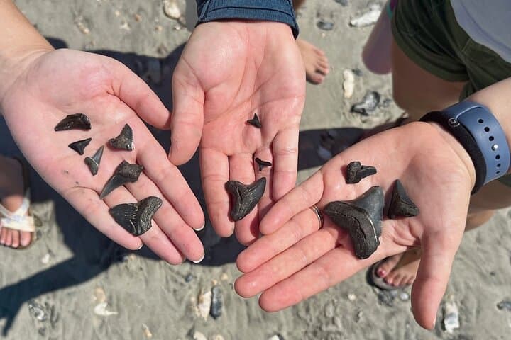 Morris Island Fossil Hunting: Guided Beach Excursion from Folly Beach photo 6