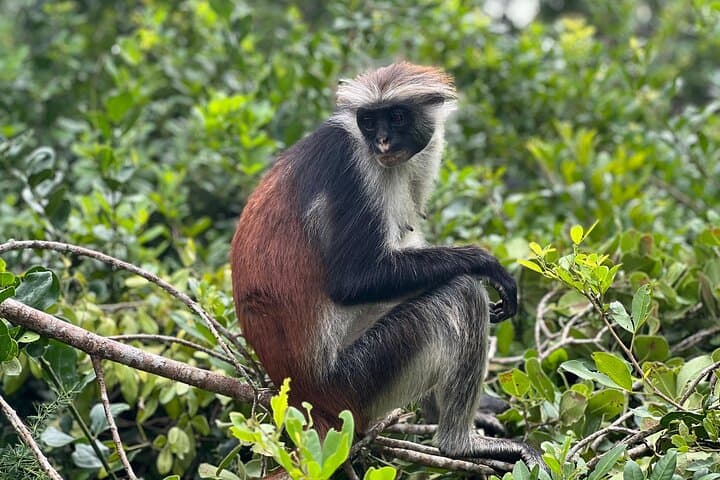 Jozani Forest, Kuza Cave & Paje Beach Private Tour — Monkeys, Caves and The Rock photo 1