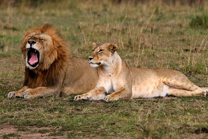 6-Day Kenya Safari: Samburu, Lake Nakuru & Maasai Mara