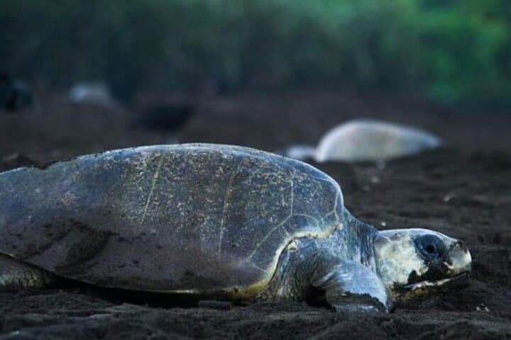Tortuguero 3-Activity Wildlife Package: Canoe, Jungle Hike & Turtle Nesting photo 2