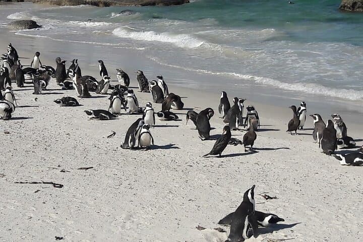 Cape Point & Boulders Beach Penguins: Full-Day Cape Peninsula Tour photo 2