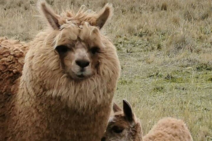 Cotopaxi Volcano Day Tour from Quito: Hike to José Rivas Refuge at High Altitude photo 5