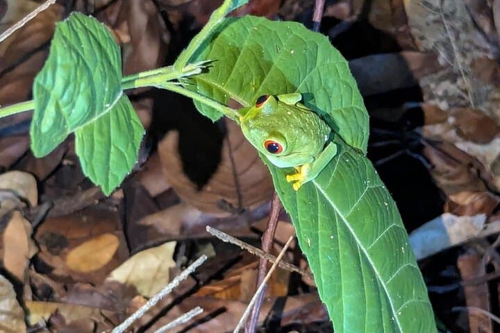 Night Hike in Cockscomb Basin Wildlife Sanctuary — Hopkins, Belize After Dark photo 3
