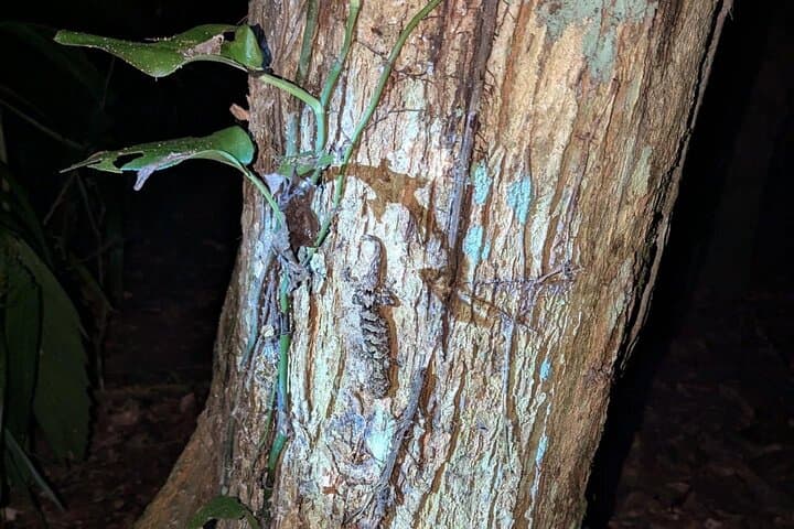 Night Hike in Cockscomb Basin Wildlife Sanctuary — Hopkins, Belize After Dark photo 6