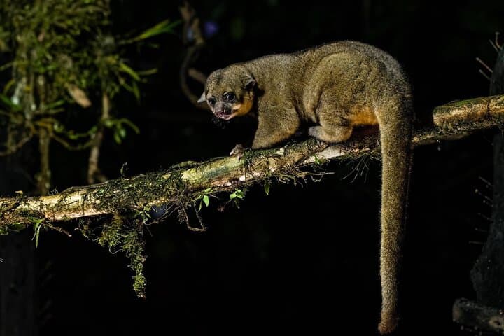 Night Hike in Cockscomb Basin Wildlife Sanctuary — Hopkins, Belize After Dark photo 4