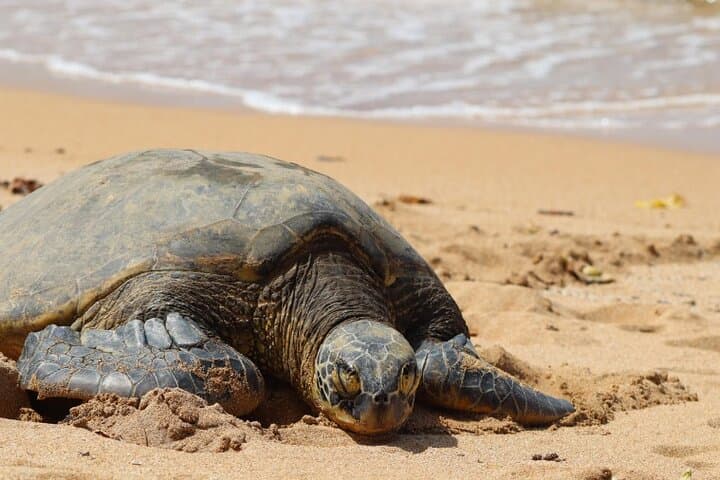 Oahu circle island tour — snorkel with turtles, Byodo-In temple & North Shore flavors photo 6