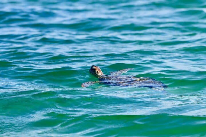Private 2-Hour Dolphin & Shell Island Sightseeing Tour — Panama City Beach photo 2