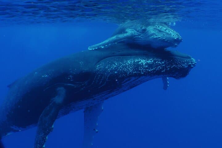 Private Whale-Watching Tour: Quiet Peninsula Cruise & Snorkel, Tahiti photo 1