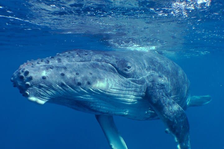 Private Whale-Watching Tour: Quiet Peninsula Cruise & Snorkel, Tahiti photo 2