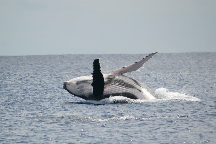 Private Whale-Watching Tour: Quiet Peninsula Cruise & Snorkel, Tahiti photo 3