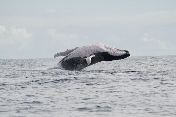 Private Whale-Watching Tour: Quiet Peninsula Cruise & Snorkel, Tahiti photo 4
