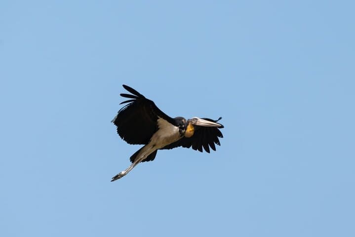 Penang Mainland Birdwatching: Air Hitam Dalam & Teluk Air Tawar Full-Day Tour
