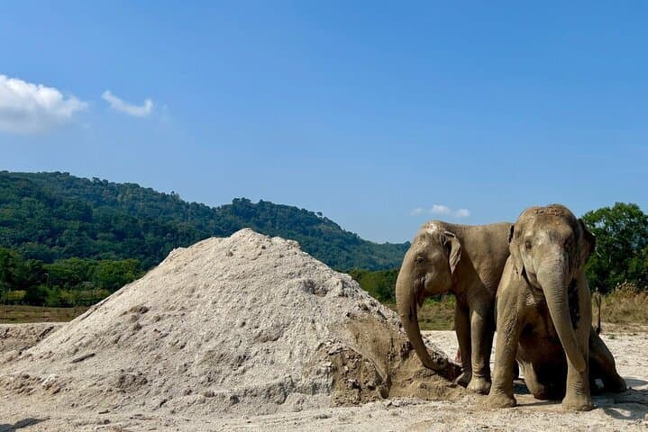 Phuket Elephant Nature Walk: Ethical Guided Experience at Freedom Elephant Reserve photo 2