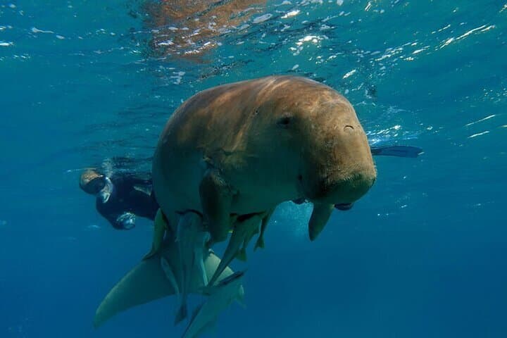 Abu Dabab Full-Day Private Snorkel & Beach Experience from Hurghada photo 2