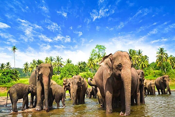Sri Lanka Discovery: 5-Day Private Tour of Kandy, Bentota & Colombo