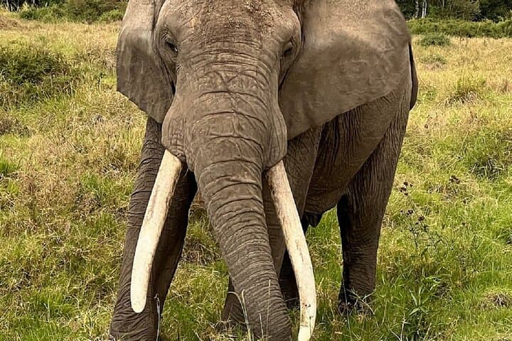 48 Hours on the Rift: 2-Day Wildlife Safari to Lake Nakuru and Lake Naivasha photo 3