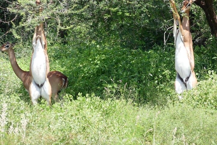 48 Hours on the Rift: 2-Day Wildlife Safari to Lake Nakuru and Lake Naivasha photo 4