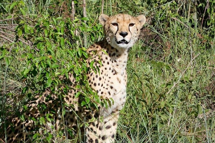 48 Hours on the Rift: 2-Day Wildlife Safari to Lake Nakuru and Lake Naivasha photo 5