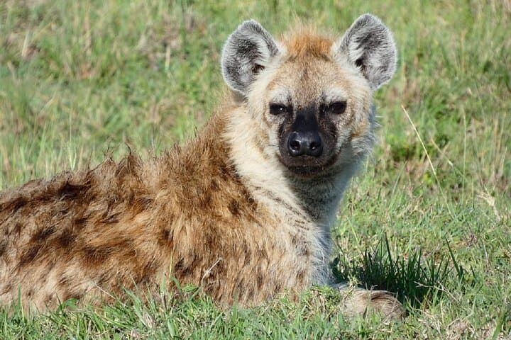 48 Hours on the Rift: 2-Day Wildlife Safari to Lake Nakuru and Lake Naivasha photo 6