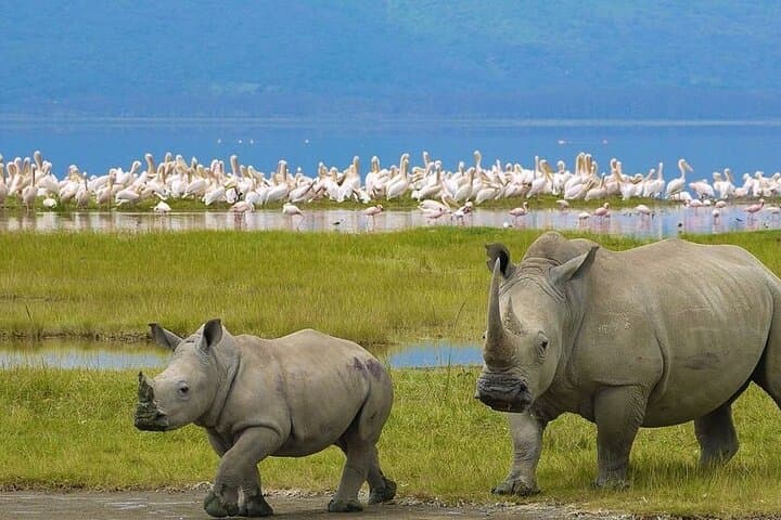48 Hours on the Rift: 2-Day Wildlife Safari to Lake Nakuru and Lake Naivasha