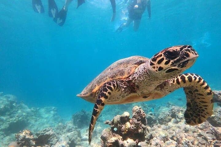 Private Mauritius Lagoon Charter: Snorkel, Island BBQ & Sandbanks photo 3