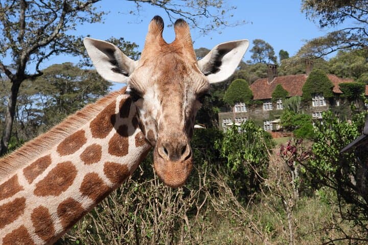 6-Day Kenya Safari: Giraffe Center, Lake Naivasha, Hell's Gate & Masai Mara photo 5