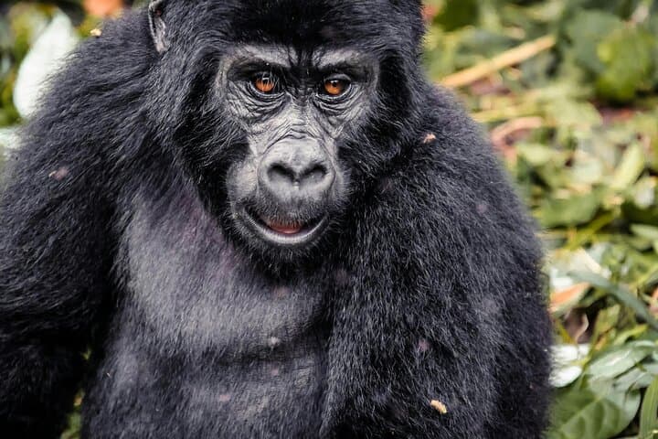 3-Day Gorilla Trekking in Bwindi Impenetrable Forest — Rushaga Gorilla Experience photo 4