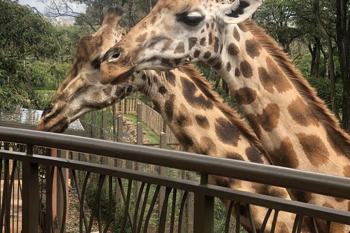 Inside Nairobi National Park: Urban Safari and Giraffe Conservation Experience photo 2