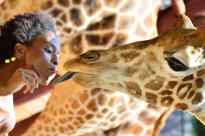 Up-Close with Rothschild Giraffes at Nairobi's Giraffe Centre photo 5