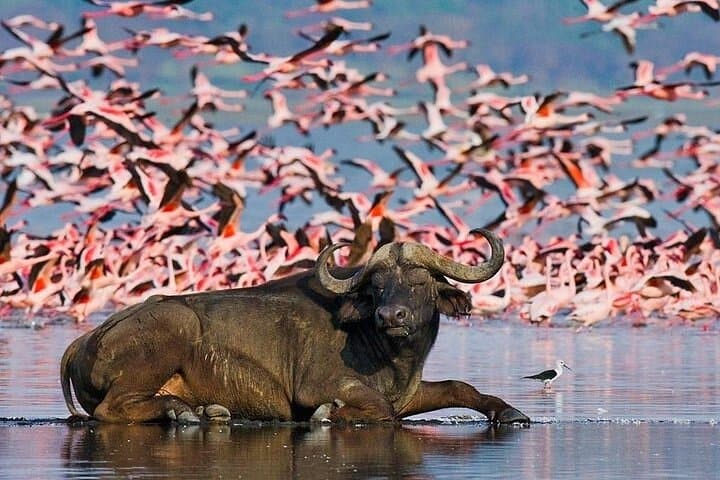 5-Day Masai Mara, Nakuru & Naivasha Budget Safari: Big Five and Flamingos photo 1