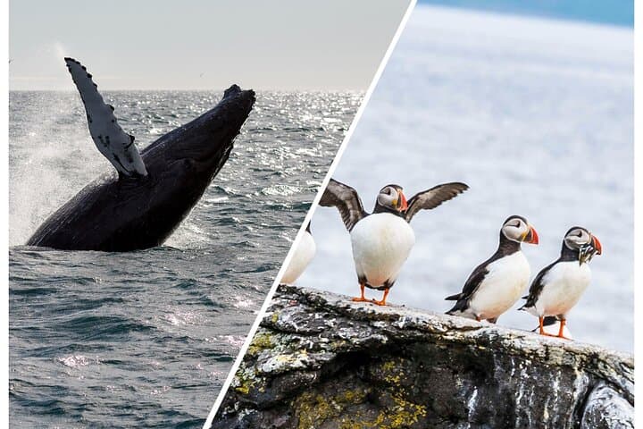 Whale Watching and Puffin Tour in Reykjavik — Faxaflói Wildlife Cruise