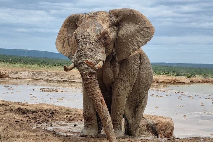 Addo Elephant Park and Kragga Kamma Day Safari from Port Elizabeth