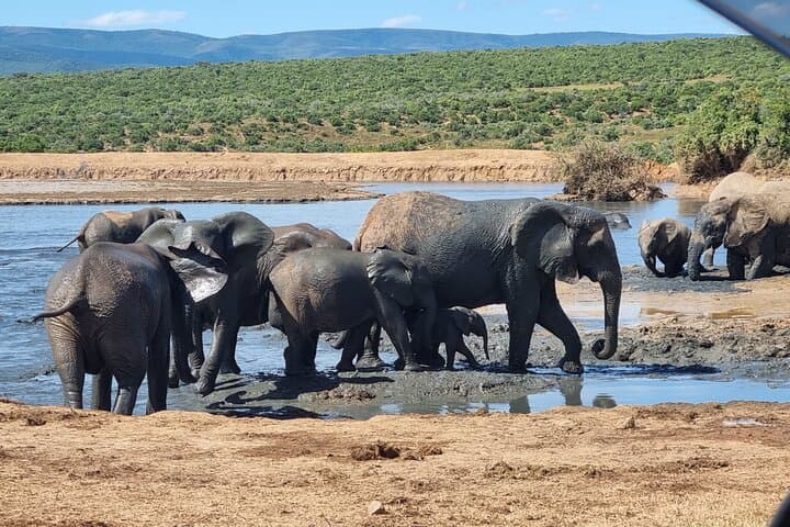 Addo Elephant Park and Kragga Kamma Day Safari from Port Elizabeth photo 2