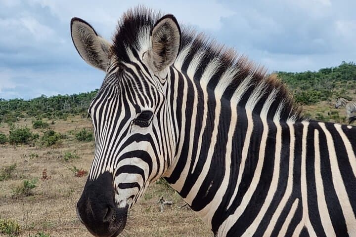 Addo Elephant Park and Kragga Kamma Day Safari from Port Elizabeth photo 3