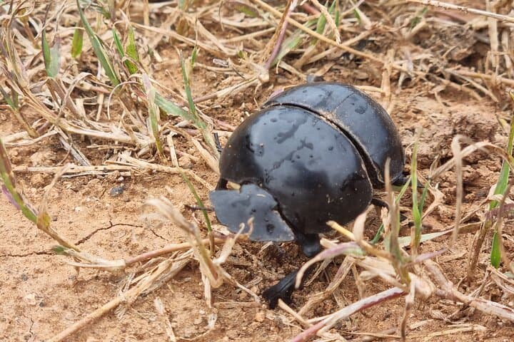 Addo Elephant Park and Kragga Kamma Day Safari from Port Elizabeth photo 4
