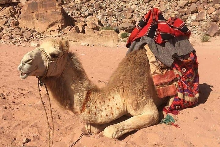 Wadi Rum and Petra: 2-Day Jeep Safari & Deluxe Desert Camp from Aqaba photo 6